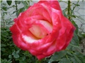 ruža čajevka